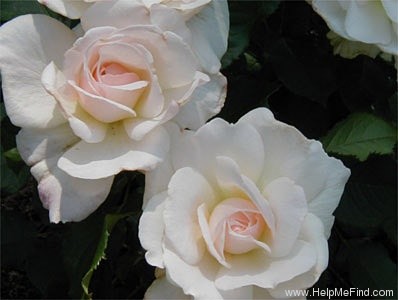 'Renaissance (hybrid tea, Harkness, 1994)' rose photo