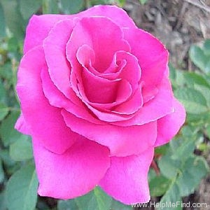 'Rina Hugo' rose photo