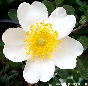 '<i>Rosa bracteata</i> J.C.Wendl.' rose photo