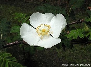 '<i>Rosa omeiensis</i> f. <i>pteracantha</i> Rehder & E.H.Wilson' rose photo