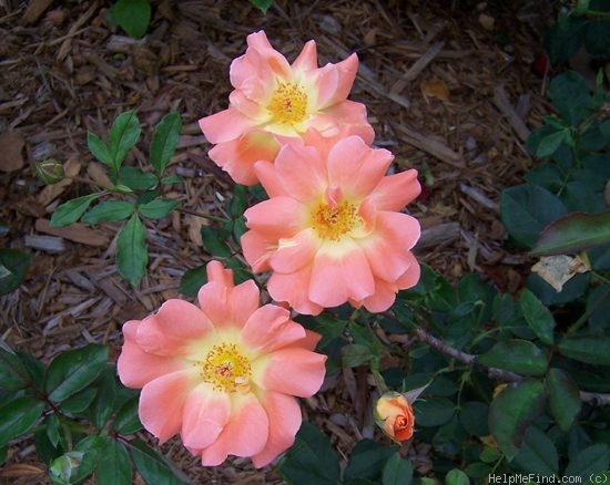 'Golden Slippers' rose photo