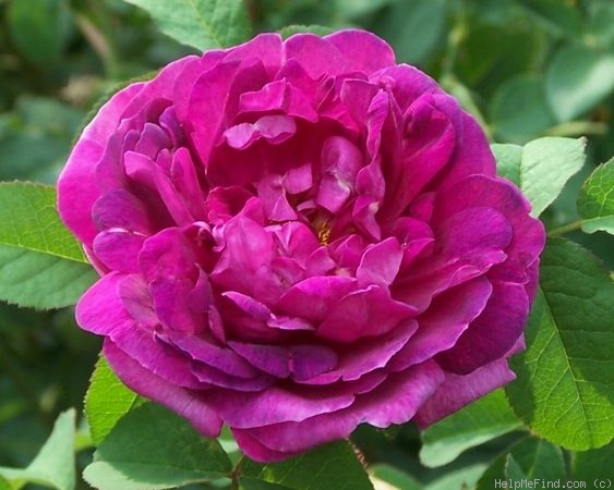 'Indigo ' Rose Photo