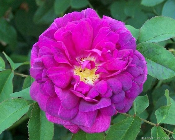 'Indigo (portland, Laffay, 1843)' rose, click to enlarge 'Indigo (portland, Laffay, 1843)' rose photo