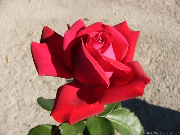 'Dame de Coeur' rose photo