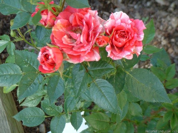 'Len Gallagher' rose photo