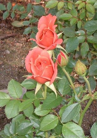 'Sandalwood' rose photo