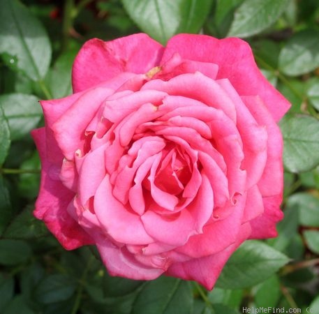 'Raspberry Punch ™' rose photo