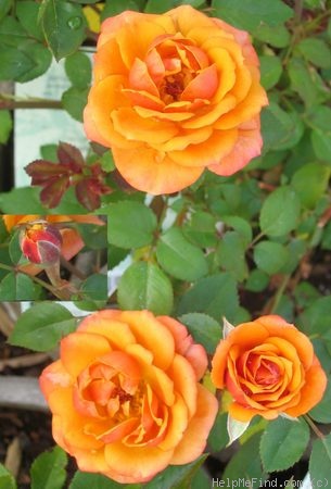 'Crackling Fire ™' rose photo