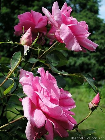 'Carefree Beauty' rose photo