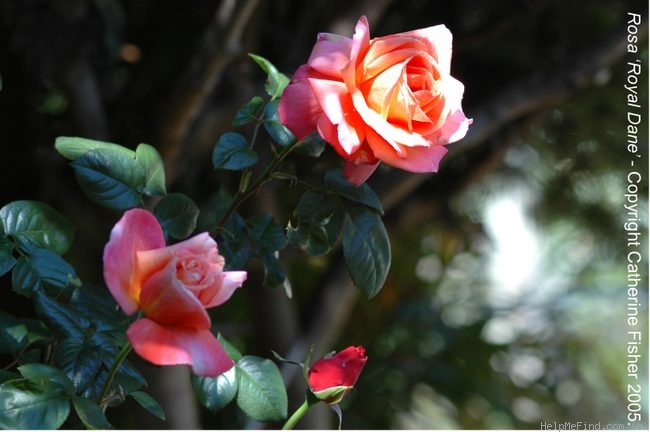 'Royal Dane ®' rose photo
