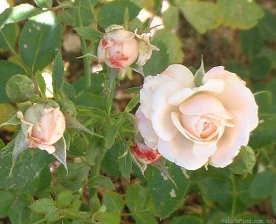 'Dream Lover (mini-flora, Rennie 1995)' rose photo
