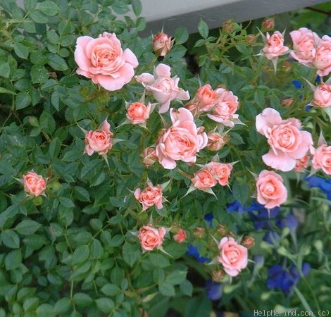 'Wilfrid H. Perron ®' rose photo
