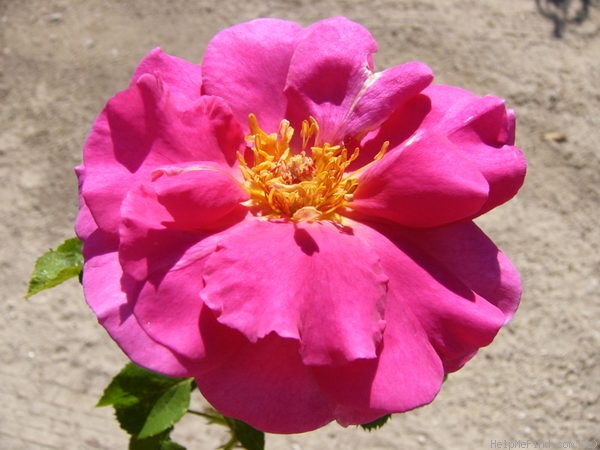 'Princess Alexandra™ (shrub, Olesen/Poulsen, 1988/1998)' rose photo