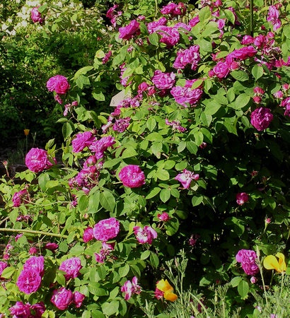 'Jeri & Clay Jennings' Garden'  photo