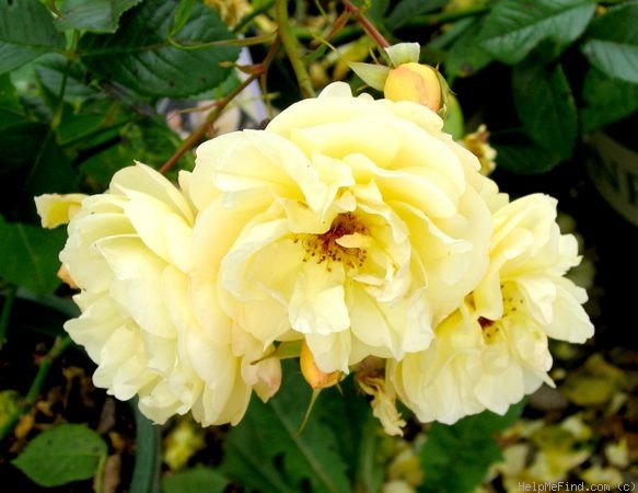 'Creme Brulee' rose photo