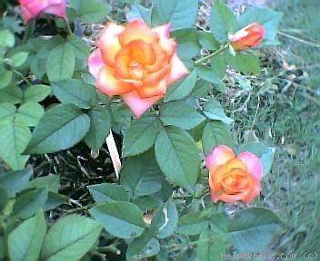 'Little Embers' rose photo