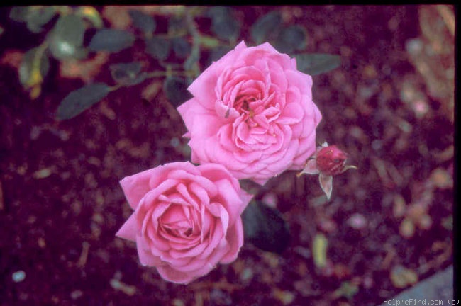'Skogul' rose photo