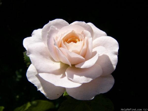 'Lady Meillandina' rose photo