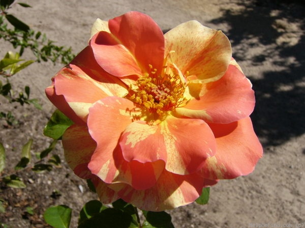 'Sorbet Fruité ® Cl.' rose, click to enlarge 'Sorbet Fruité ® Cl.' rose photo