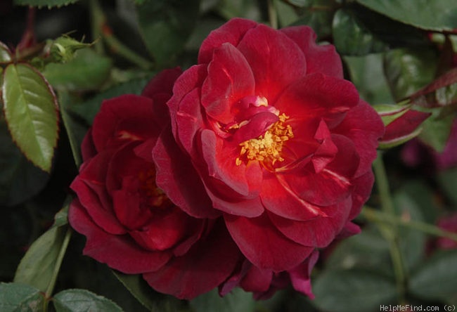 'Dragon's Blood' rose photo