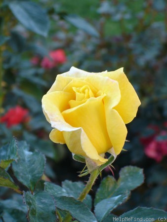 'Selfridges' rose photo