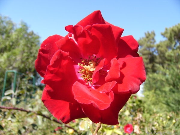 'Guirlande Fleurie' rose photo