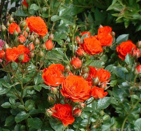 'Orange Parade ®' rose photo