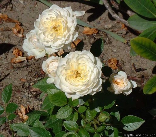 'Snow Cap' rose photo