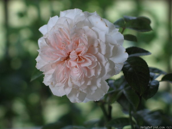 'Tranquility ™ (shrub, Clements 2004)' rose photo