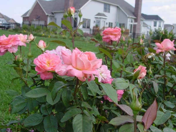 'Comtesse de Provence' rose photo