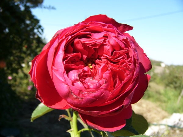 'Traviata ™ (hybrid tea, Meilland, 1997)' rose photo