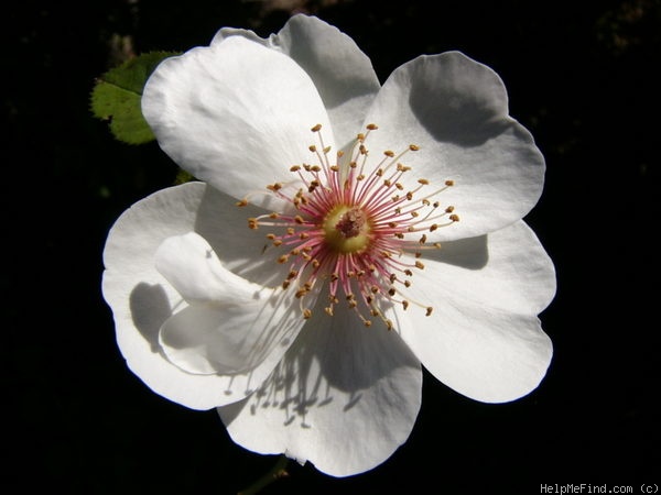 'Jacqueline du Pré (shrub, Harkness before 1986)' rose, click to enlarge 'Jacqueline du Pré (shrub, Harkness before 1986)' rose photo