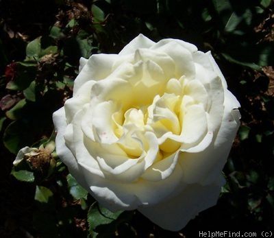 'Golden Peace' rose photo