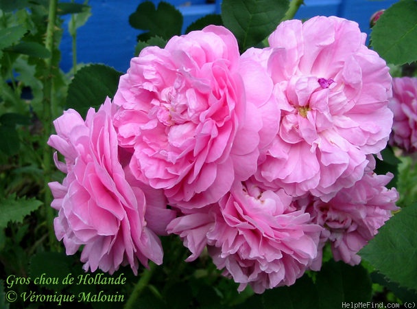 'Gros Choux d'Hollande' rose photo