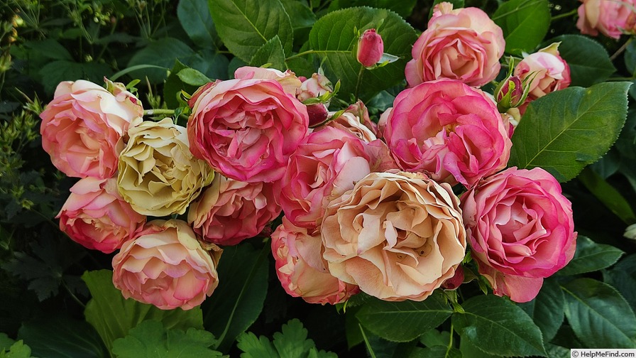 'Acropolis ®' rose photo