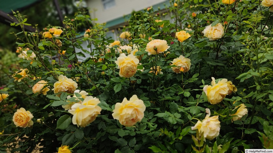 'Golden Celebration ™' rose photo