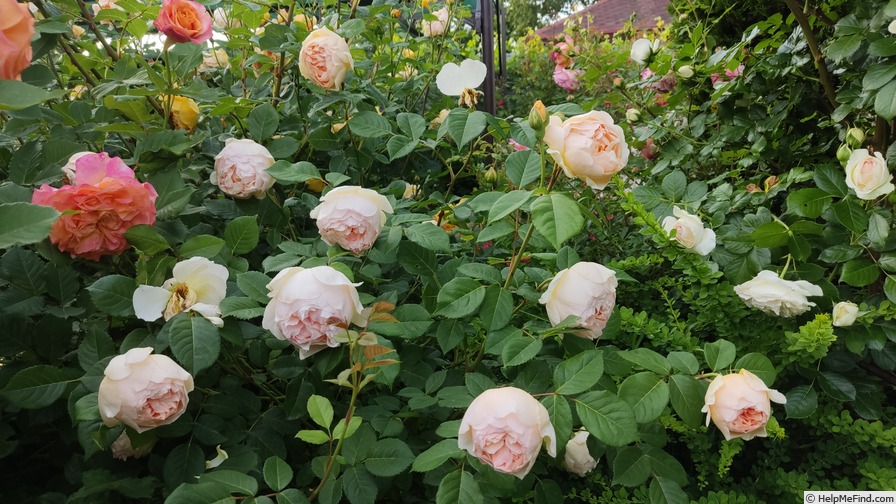 'Jude the Obscure' rose photo