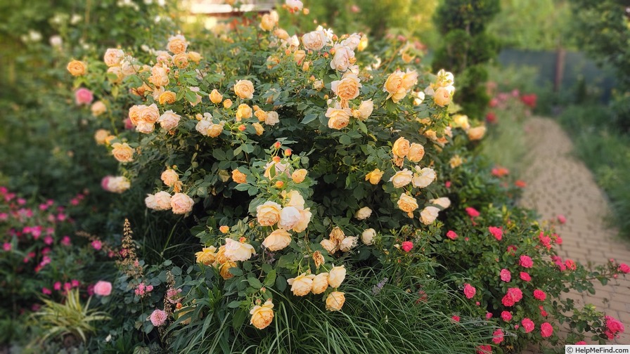 'Golden Celebration ™' rose photo