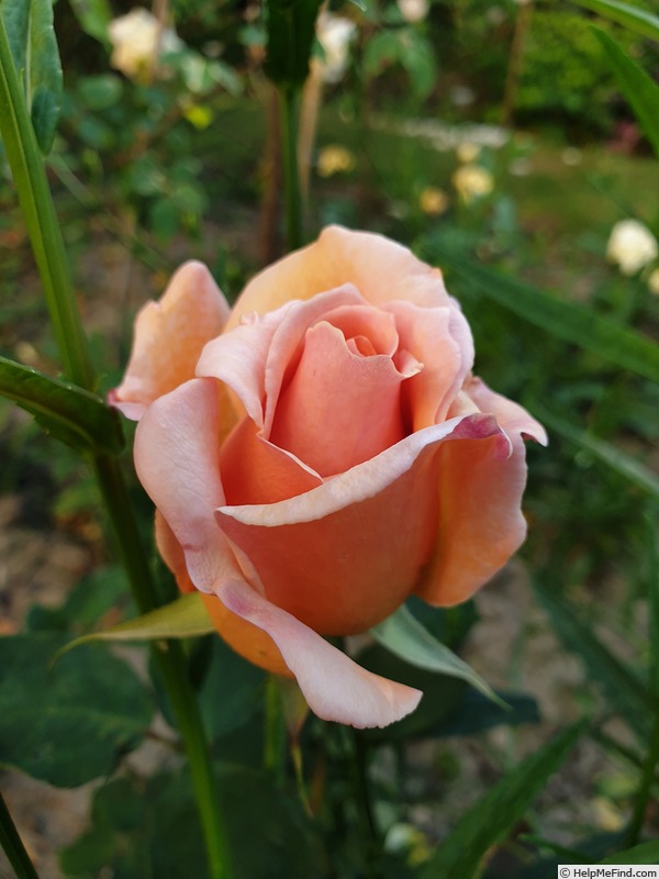 'Cocarde Jaune' rose photo