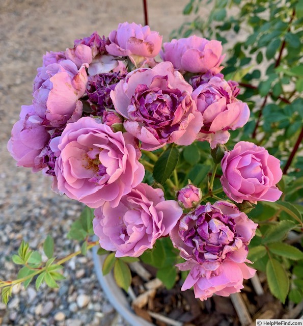 'Rise Up Lilac Days™' rose photo