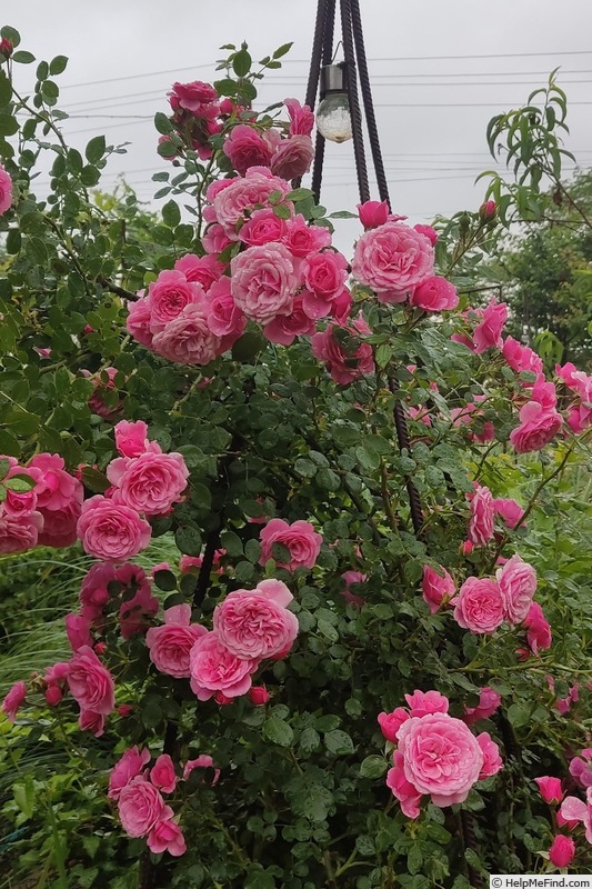'Starlet Rose Eva ®' rose photo
