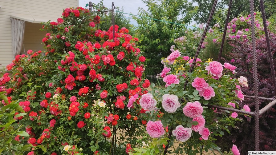 'Starlet Rose Eva ®' rose photo