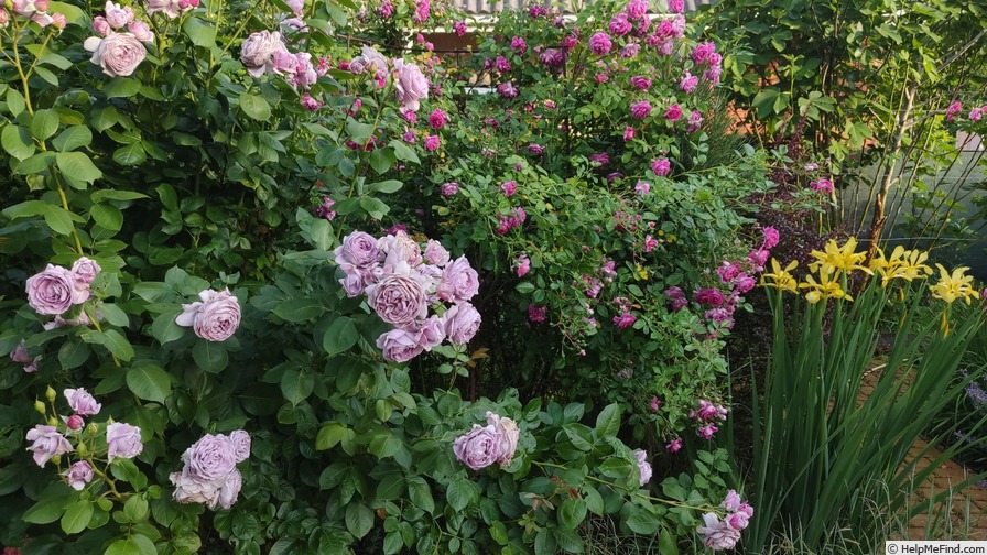 'Starlet Rose Melina ®' rose photo