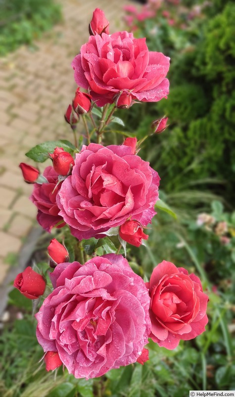 'Terracotta ® (florist's rose, Meilland, 1997)' rose photo