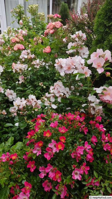 'Tommelise' rose photo