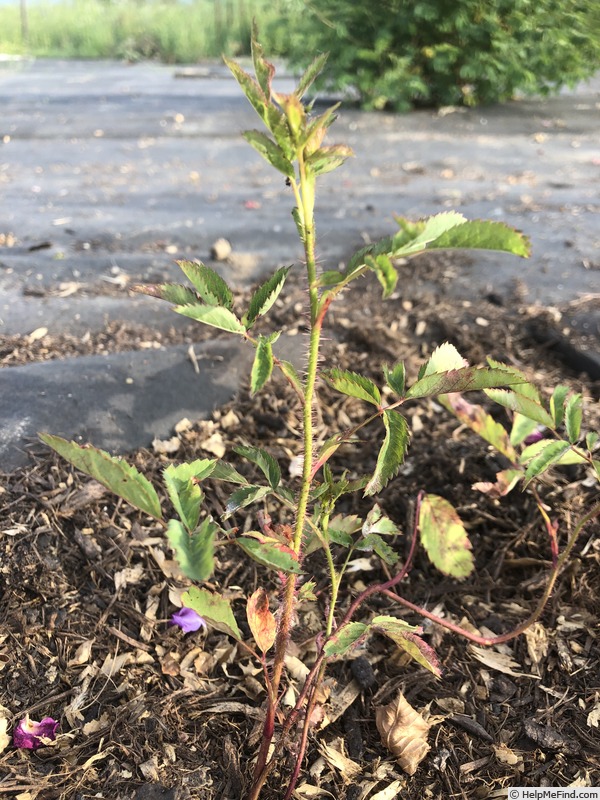 'AKA 217-21' rose photo