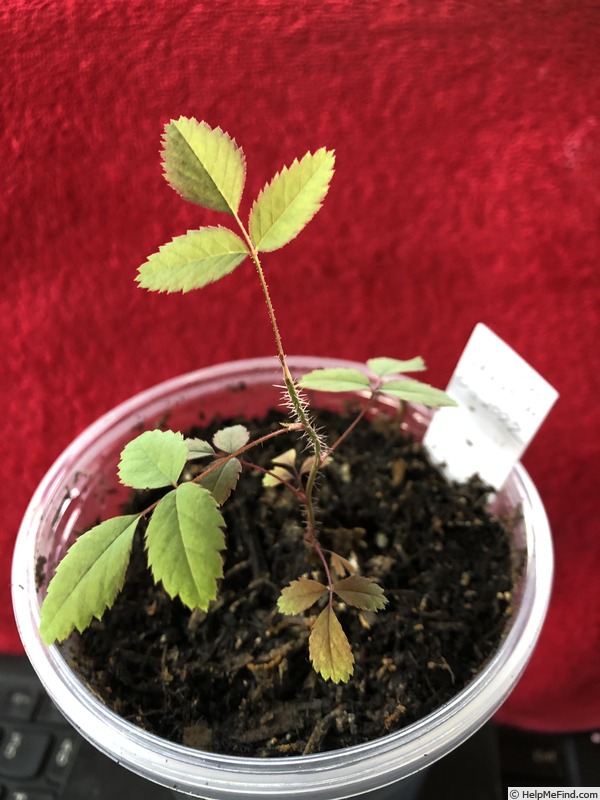 'AKA 217-21' rose photo