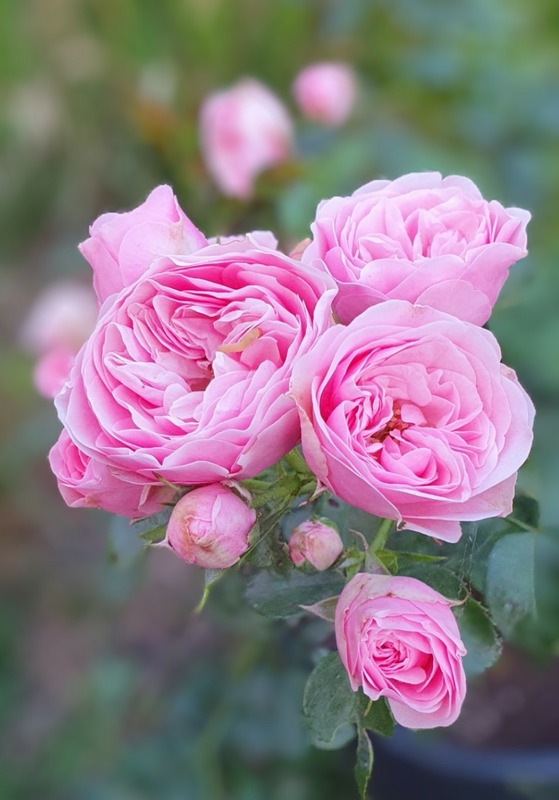 'The Matador™ Plant'n'relax®' rose photo
