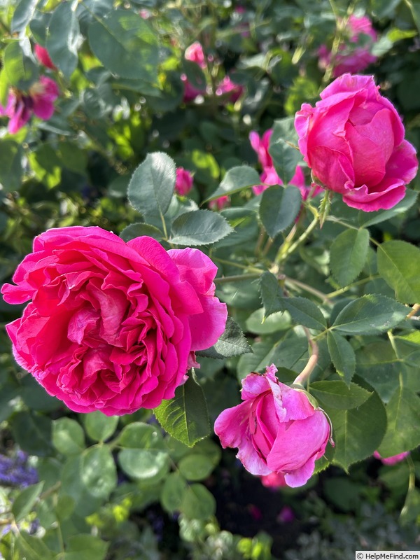 'Lady of Megginch' rose photo