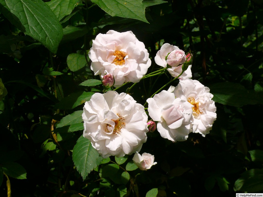 'Hasarcora' rose photo